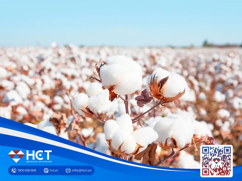 Thị trường nguyên liệu công nghiệp ngày 14/10: Giá bông giằng co, triển vọng dư cung gây áp lực lên giá đường