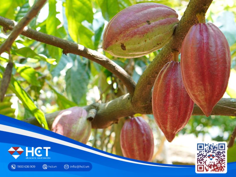 Nguyên liệu công nghiệp ngày 15/10: Cacao lo ngại áp lực nhu cầu, đường được mùa