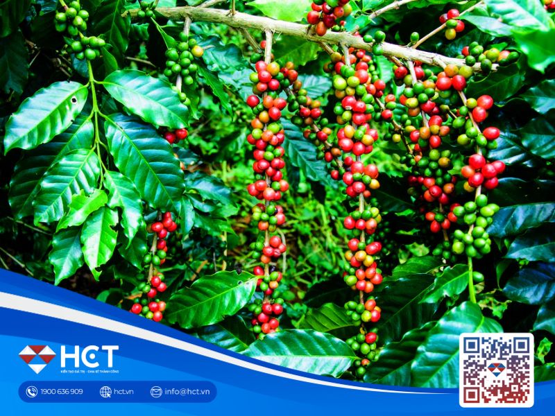 Thị trường cà phê ngày 16/10: Giá tăng trở lại ở cả trong nước và thế giới