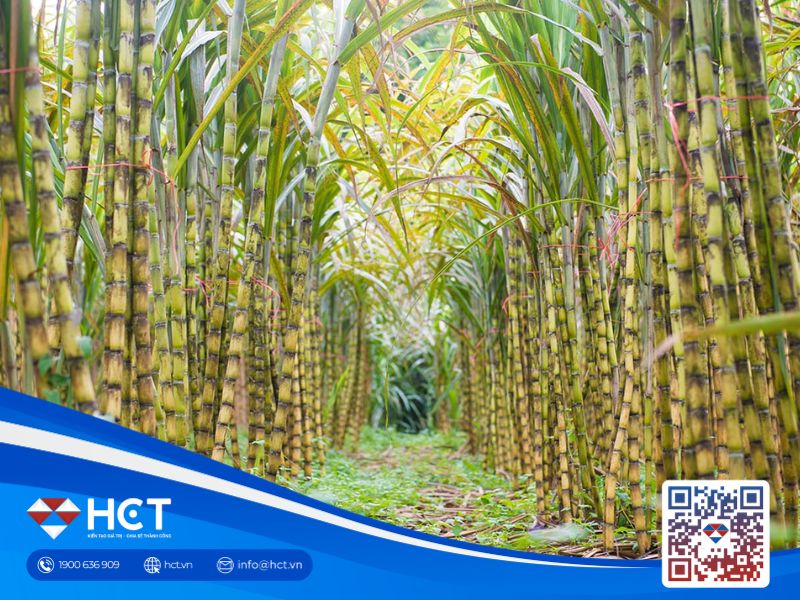 Nguyên liệu công nghiệp ngày 16/10: Đường thiếu cung, ca cao giảm nhu cầu, bông chờ phục hồi