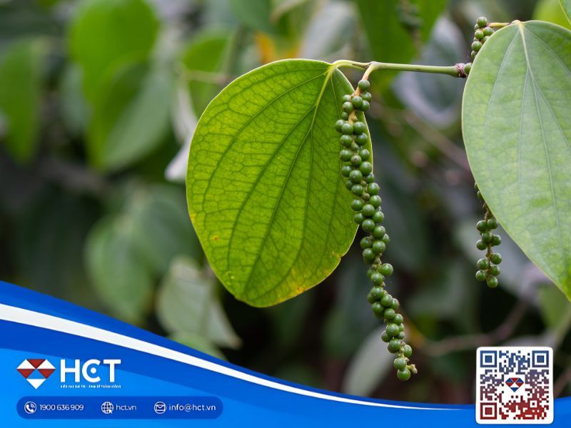 Giá tiêu 28/10: Thị trường ổn định sau chuỗi tăng mạnh