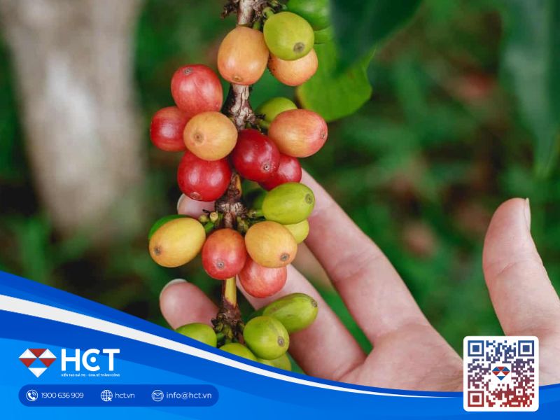 Cà phê thế giới vẫn có nguy cơ giảm thêm nếu Mỹ - Brazil đạt được thỏa thuận thương mại