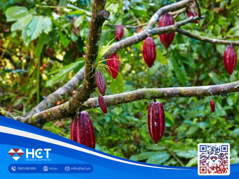 Thị trường nguyên liệu công nghiệp ngày 29/10 chịu sức ép từ nguồn cung cải thiện và thời tiết thuận lợi