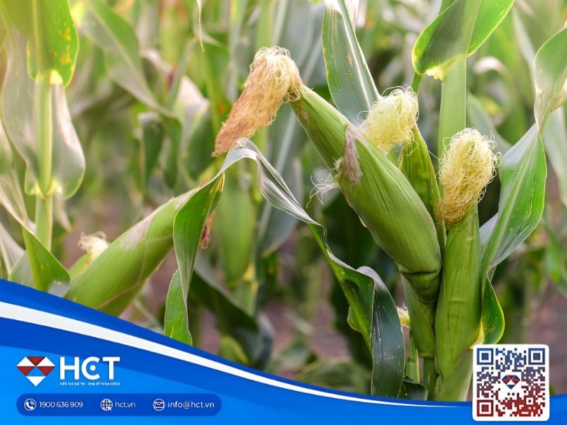 Tổng quan nông sản 30/10: Xuất khẩu lúa mì giảm, đậu tương Mỹ trông chờ Trung Quốc, ngô đối mặt áp lực tồn kho