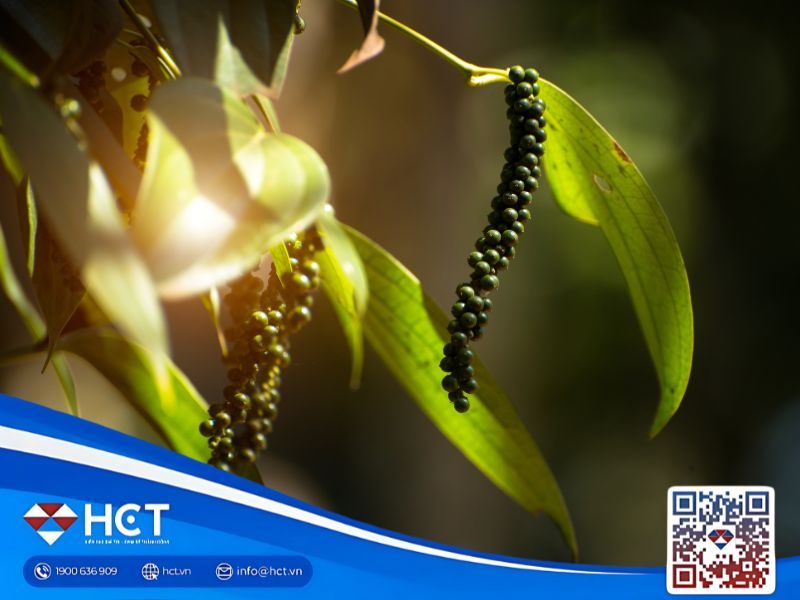 Giá tiêu 5/11: Ổn định trong nước, giảm nhẹ tại Indonesia và Ấn Độ