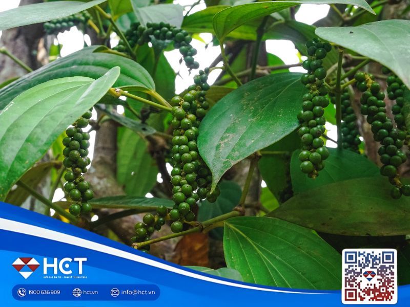 Giá tiêu 7/11: Thị trường trong nước chững lại, tín hiệu tích cực từ thế giới