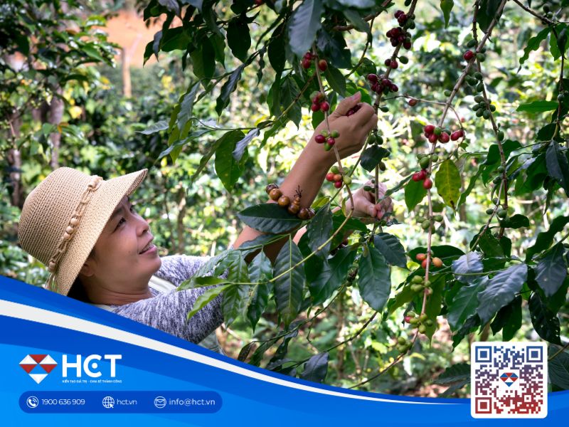 Giá cà phê ngày 7/11 giảm mạnh bất chấp bão lớn đổ bộ vào Việt Nam đúng dịp thu hoạch