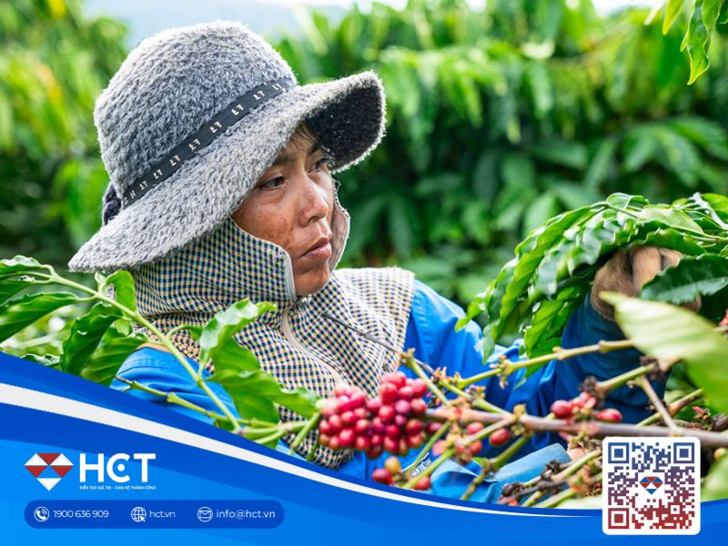 Giá cà phê tăng nhẹ ngày đầu tuần, được hỗ trợ bởi ảnh hưởng bão