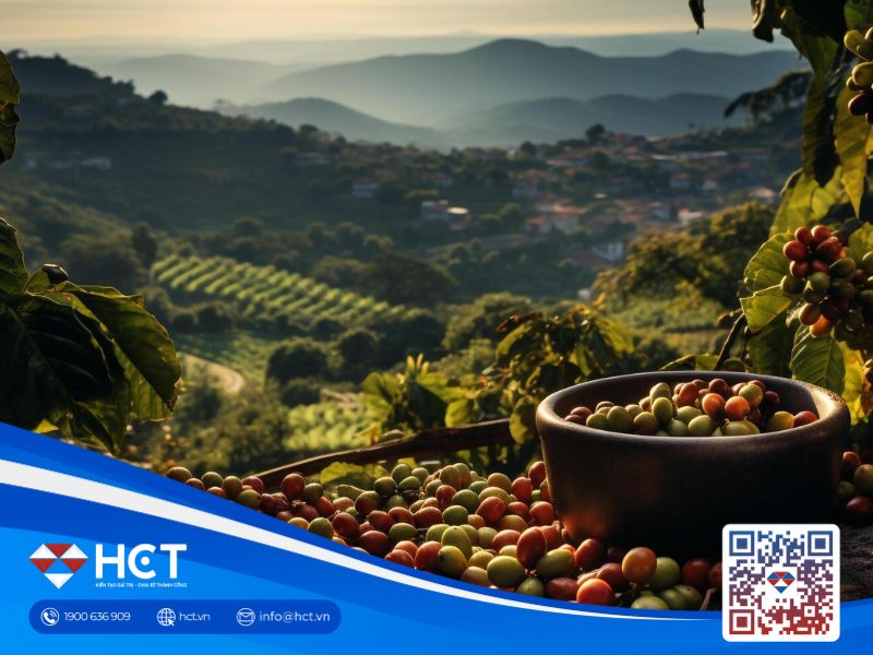 Giá cà phê trong nước ngày 11/11 đồng loạt giảm, thế giới chờ đợi quyết định thuế từ Mỹ