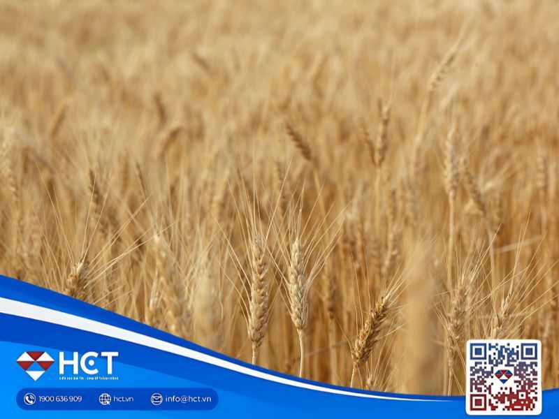 Tổng quan nông sản 12/11: Lúa mì lao dốc, đậu tương chờ đơn hàng, ngô Brazil và Mỹ bứt phá