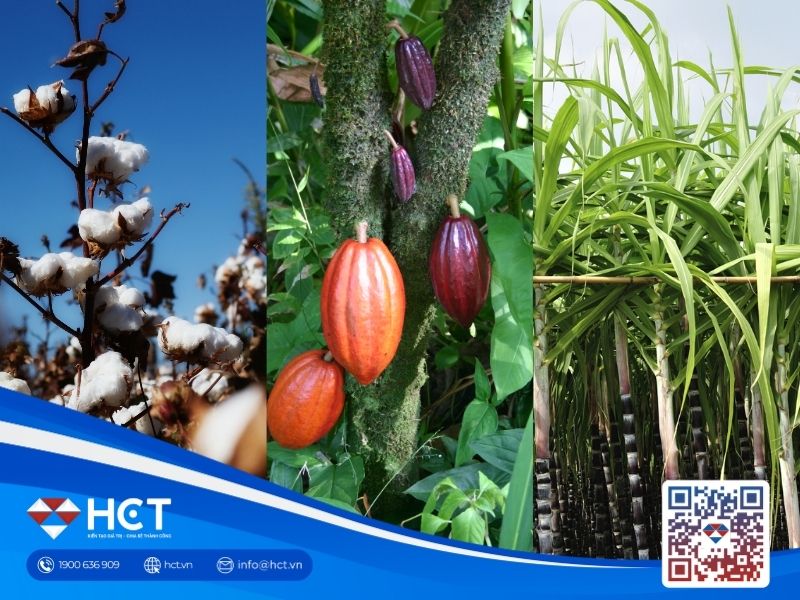 Nguyên liệu công nghiệp ngày 12/11/2025: Bông chờ báo cáo cung - cầu, ca cao tăng sản lượng, đường chịu áp lực cung lớn