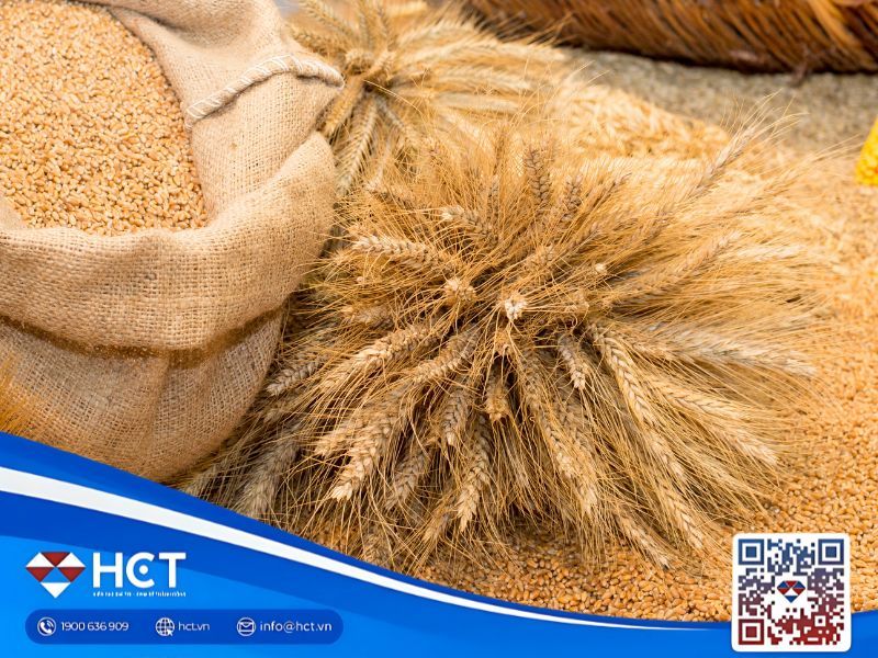 Tổng quan nông sản 18/11: Lúa mì lập đỉnh 2 tháng, đậu tương Mỹ xuất khẩu chậm, ngô cao tồn kho