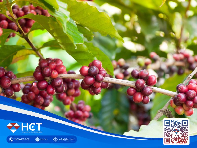 Thị trường cà phê ngày 18/11/2025: Giá trong nước và thế giới tăng vọt