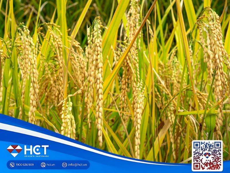 Tổng quan nông sản 20/11: Lúa mì lập kỷ lục xuất khẩu, đậu tương bật tăng nhờ Trung Quốc, ngô vẫn dư thừa