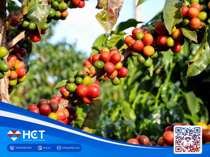 Giá cà phê tại Tây Nguyên quay đầu giảm bất chấp lo ngại ngập lụt ảnh hưởng đến việc thu hoạch