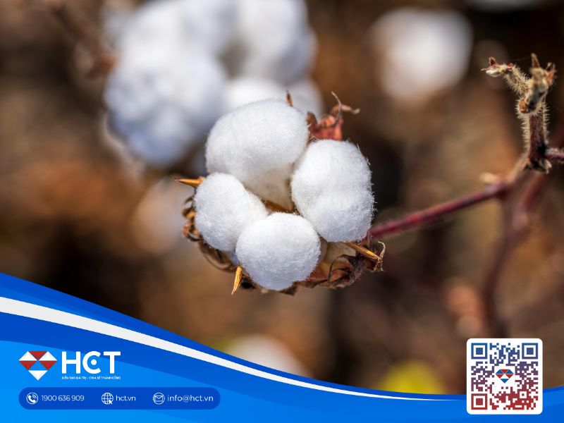 Nguyên liệu công nghiệp ngày 21/11: Bông phục hồi nhẹ, ca cao chịu áp lực, đường được hỗ trợ từ thời tiết Brazil