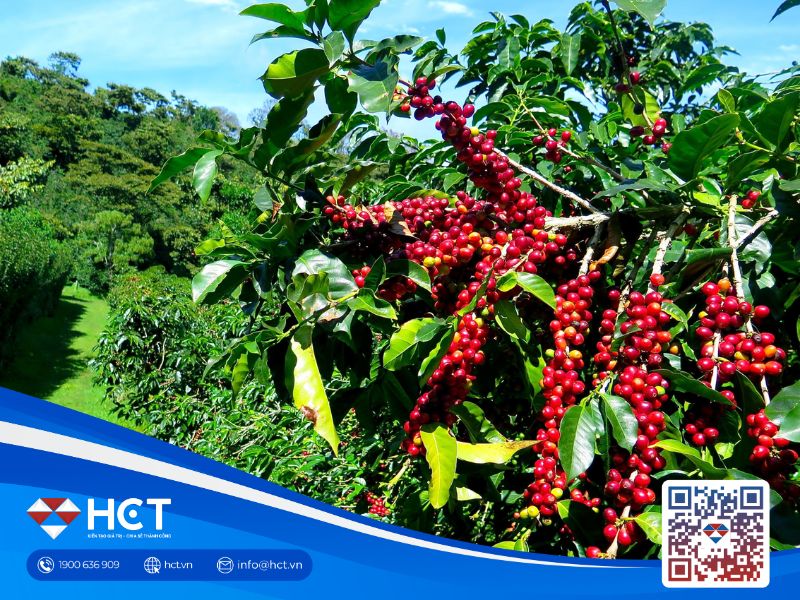 Giá cà phê ngày 24/11 giảm trên diện rộng, thị trường chịu áp lực thời tiết