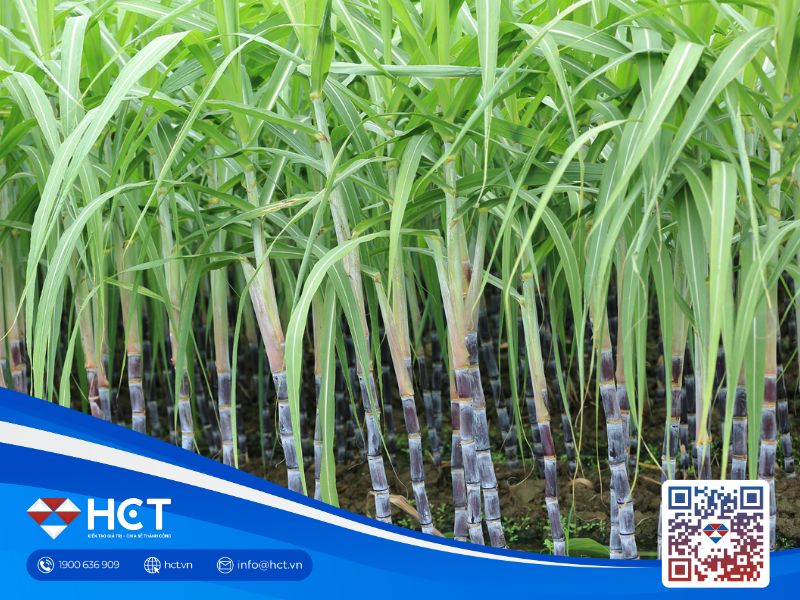 Nguyên liệu công nghiệp ngày 24/11 biến động trái chiều trước ảnh hưởng từ thời tiết và chính sách