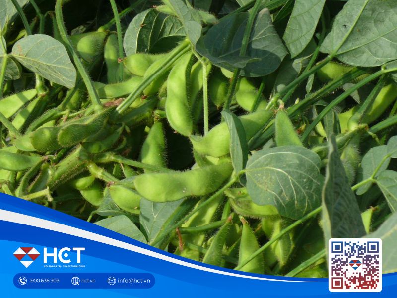 Đậu tương ổn định dưới mức đỉnh 17 tháng khi thị trường cân nhắc về nhu cầu từ Trung Quốc