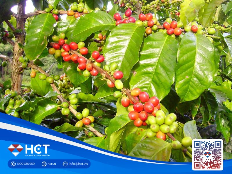 Giá cà phê ngày 27/11 quay đầu giảm sau 1 phiên tăng