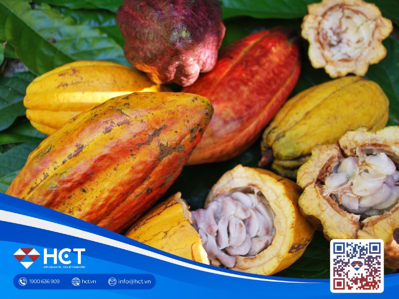 Thị trường nguyên liệu công nghiệp ngày 27/11: Ca cao, đường, bông biến động trái chiều