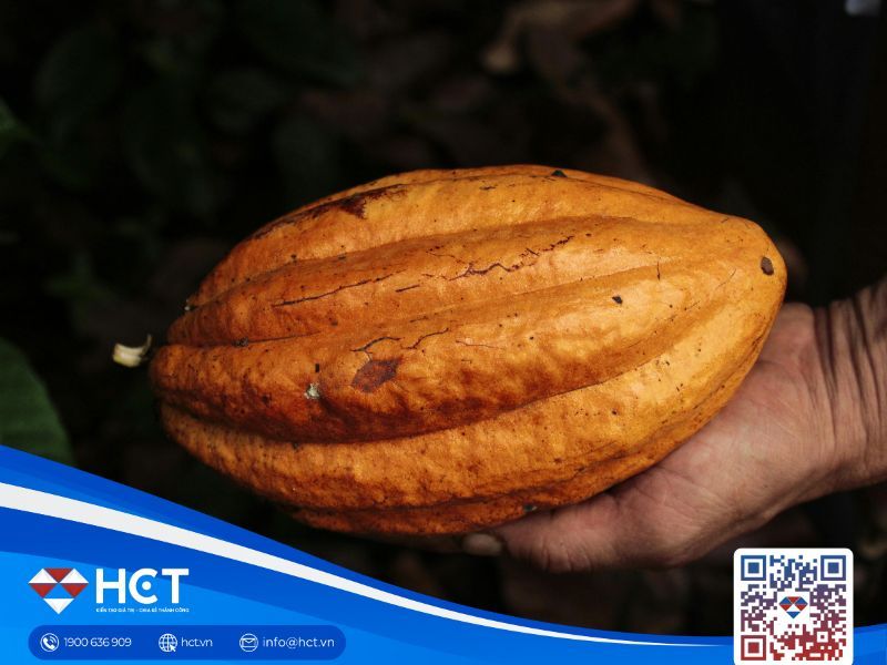 Thị trường nguyên liệu công nghiệp ngày 10/12: Nguồn cung bông và đường toàn cầu tăng nhẹ, ca cao bờ biển Ngà có dấu hiệu giảm hàng về cảng