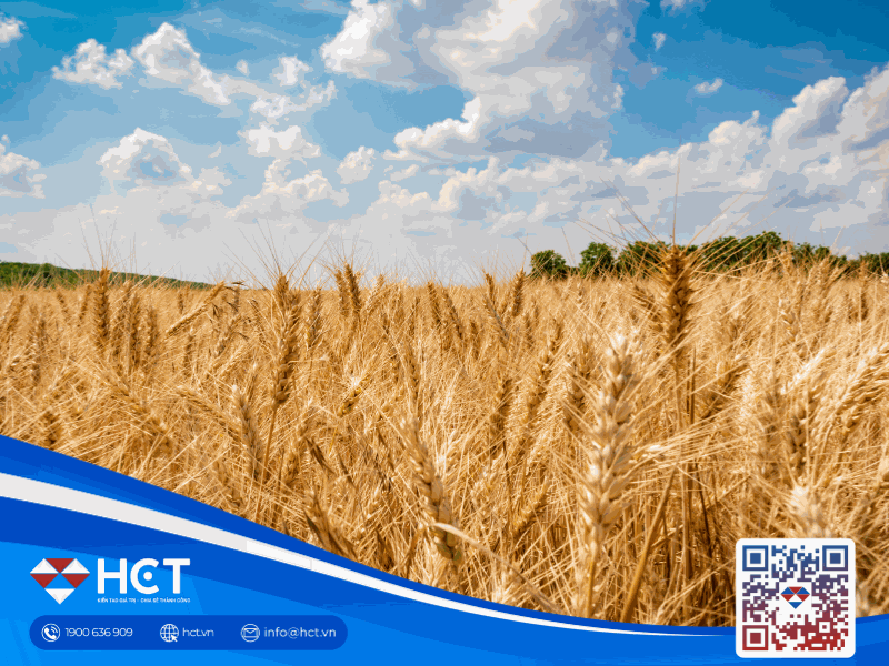 Diễn biến nông sản 18/12: Lúa mì và đậu tương cùng lao dốc, ngô nhận tin tức thuận lợi từ thị trường