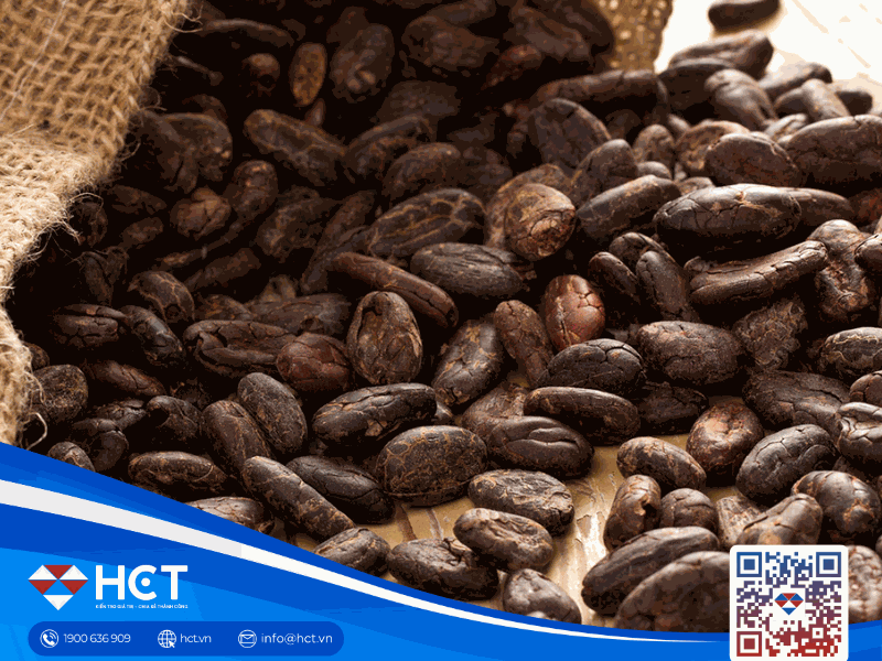 Thị trường nguyên liệu công nghiệp ngày 19/12: Bông giữ giá, ca cao dư cung rõ rệt, đường tiệm cận vùng đáy