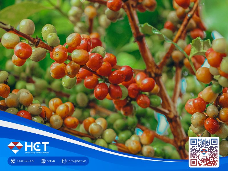 Giá cà phê hôm nay 22/12/2025: Thị trường trong nước tiếp tục phủ sắc xanh