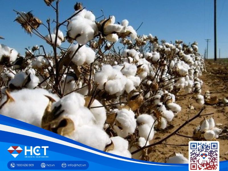 Thị trường nguyên liệu tổng hợp ngày 05/01: Bông trầm lắng, ca cao và đường phân hóa