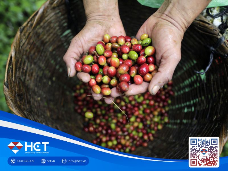 Việt Nam - Động lực thúc đẩy sự tăng trưởng của thị trường cà phê 2025