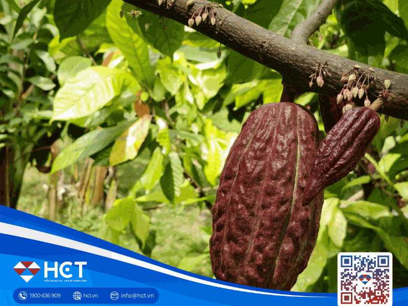 Nguyên liệu công nghiệp tổng hợp ngày 13/01: Bông hồi nhẹ, ca cao điều chỉnh, đường ngắn hạn tích cực