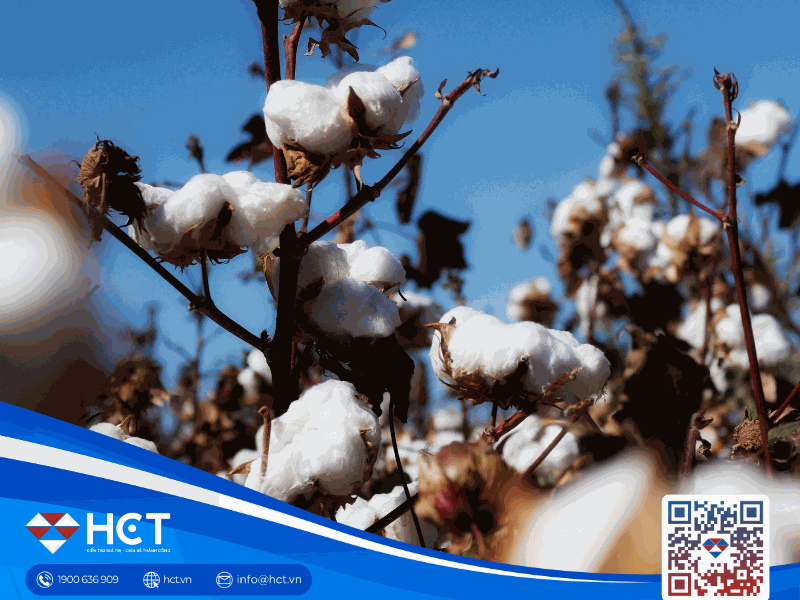 Nguyên liệu công nghiệp tổng hợp ngày 19/01: Bông tìm lực cầu, ca cao suy yếu, đường được hỗ trợ bởi rủi ro thời tiết