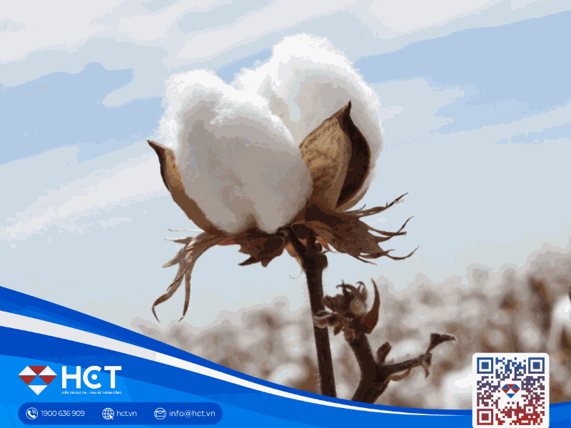 Nguyên liệu công nghiệp tổng hợp ngày 20/01: Bông chờ lực mua, ca cao chịu áp lực, đường được hỗ trợ bởi nhu cầu và thời tiết