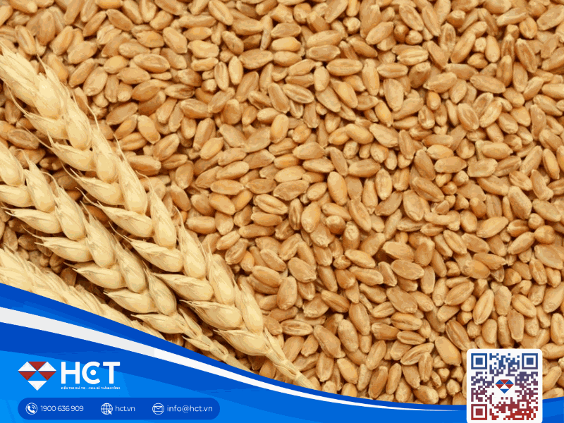 Thị trường  nông sản 21/01: Ngô suy yếu trước tồn kho cao và bán ròng của quỹ, lúa mì – đậu tương chịu tác động từ cung cầu toàn cầu