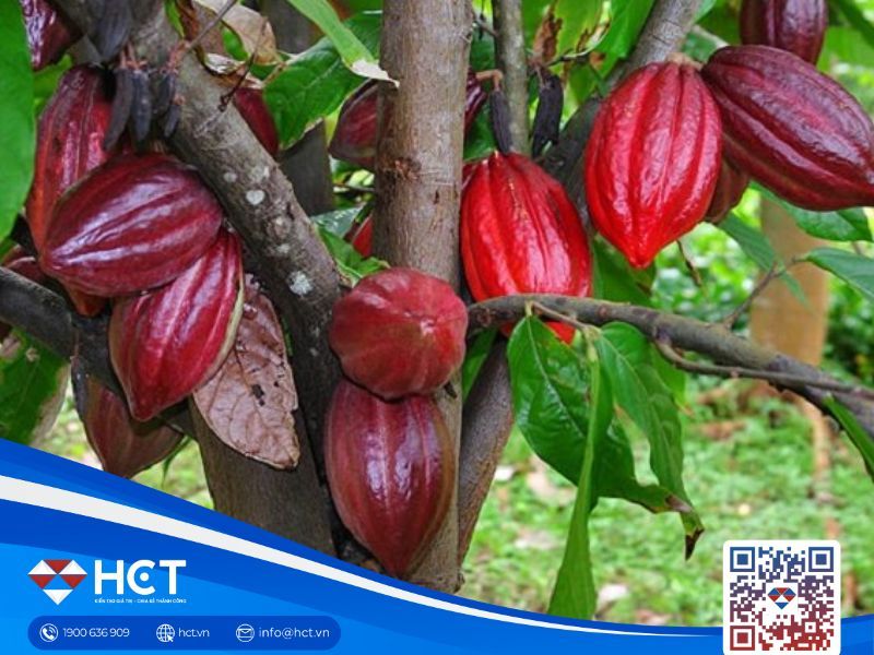 Nguyên liệu công nghiệp tổng hợp ngày 21/01: Bông đi ngang, đường chịu áp lực nguồn cung, ca cao lao dốc mạnh