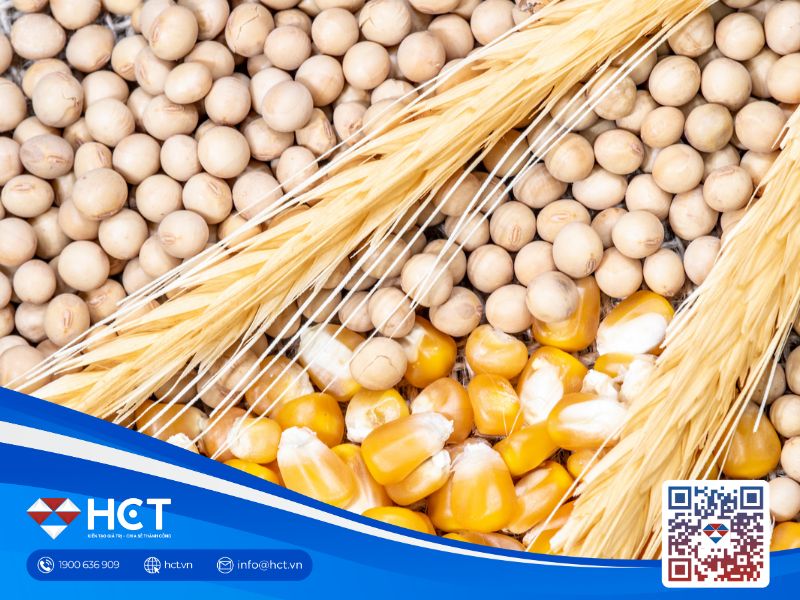 Nông sản 23/01/2026: Lúa mì lo ngại thời tiết, ngô và đậu tương chờ tín hiệu Mỹ–Trung