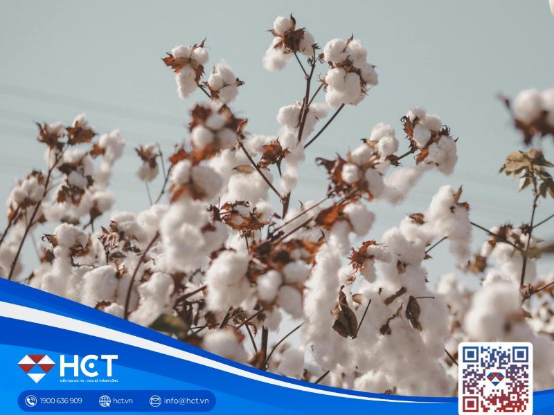 Nguyên liệu công nghiệp tổng hợp ngày 23/01: Bông nhích nhẹ, ca cao đối mặt áp lực nhu cầu, đường thiếu lực xuất khẩu