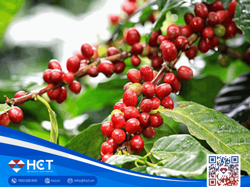 Giá cà phê ngày 26/01/2026: Thị trường trong nước ổn định, nhà đầu tư gia tăng vị thế mua