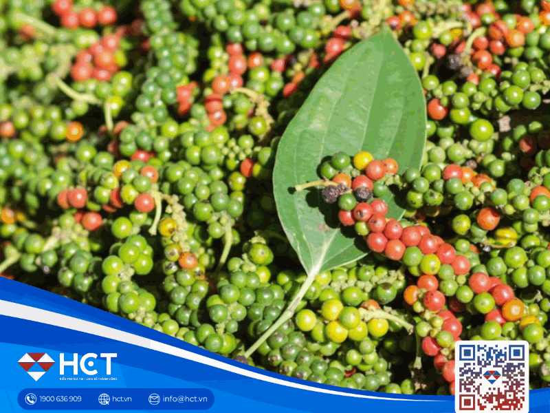 Giá hồ tiêu ngày 26/01: Thị trường nội địa đi ngang, xuất khẩu sang Trung Quốc ghi nhận bước tiến lớn