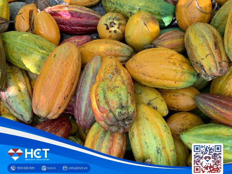 Nguyên liệu công nghiệp tổng hợp ngày 26/01: Bông được hỗ trợ, ca cao chịu áp lực tồn kho, đường giữ đáy