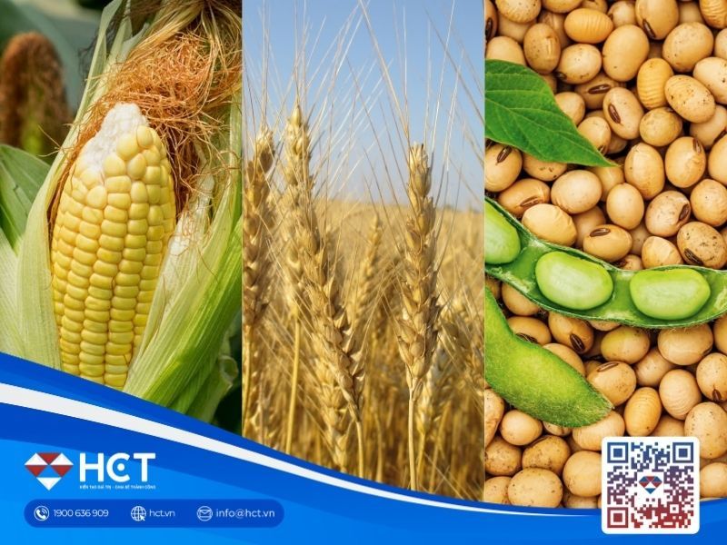 Thị trường nông sản ngày 26/01: Lúa mì đối mặt rủi ro thời tiết, ngô bứt phá xuất khẩu, đậu tương chịu áp lực cung