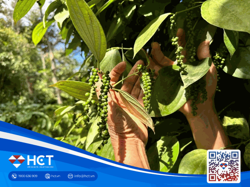 Giá tiêu hôm nay 27/1/2026: Tăng mạnh lên đến 3.000 đồng/kg, chạm mốc 152.000 đồng/kg