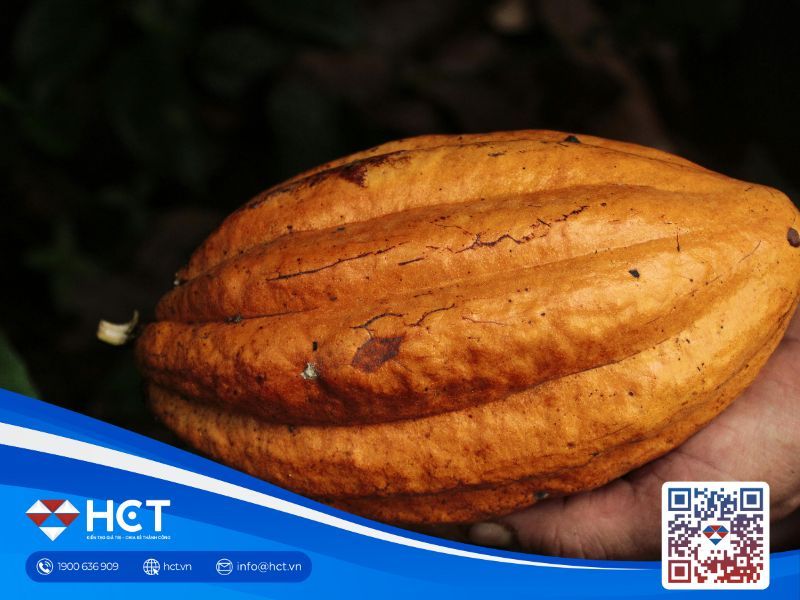 Nguyên liệu công nghiệp tổng hợp ngày 28/01: Bông hồi phục kỹ thuật, ca cao và đường chịu áp lực nhu cầu – thời tiết