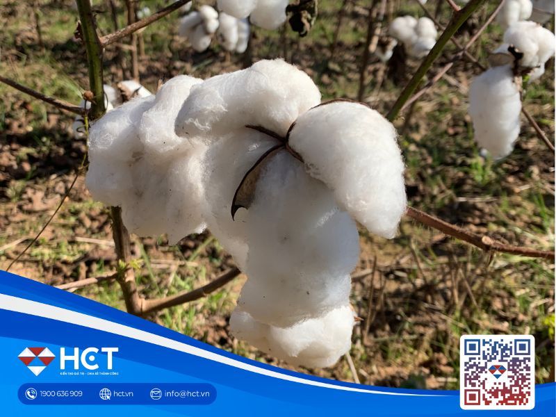 Nguyên liệu công nghiệp tổng hợp ngày 30/01: Bông tích lũy vùng đáy, ca cao đối mặt dư cung, đường đi ngang chờ tín hiệu mới