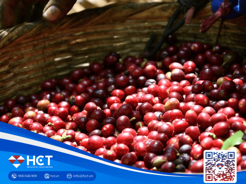 Giá cà phê 02/02: Nội địa tăng lên 101.100 đồng/kg, nguồn cung Brazil gây sức ép