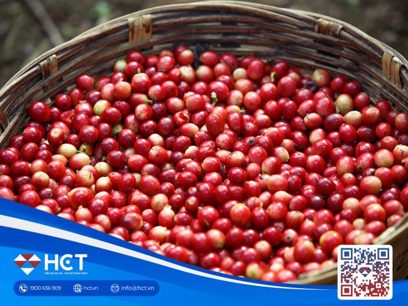 Giá cà phê trong nước ngày 03/02 giảm mạnh, áp lực từ nguồn cung toàn cầu