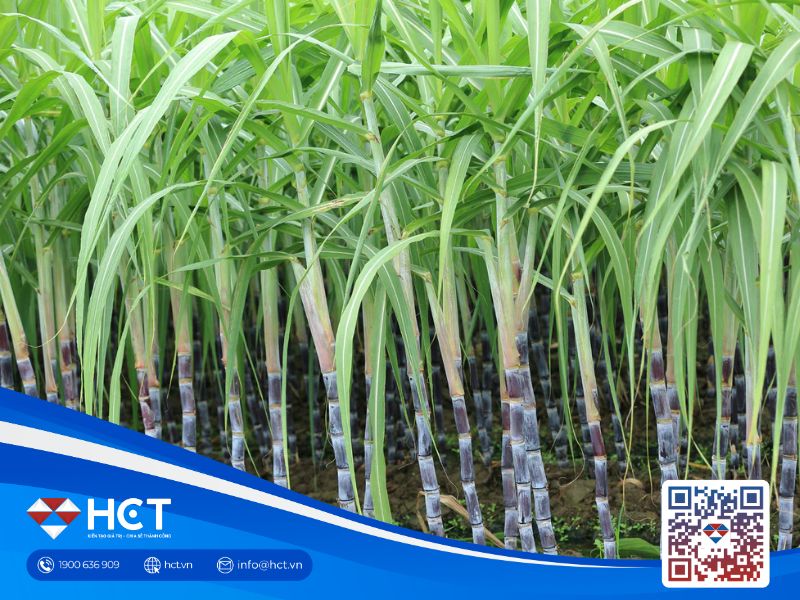 Nguyên liệu công nghiệp ngày 3/2: Đường dư cung, ca cao nghẽn mua, bông chịu áp lực