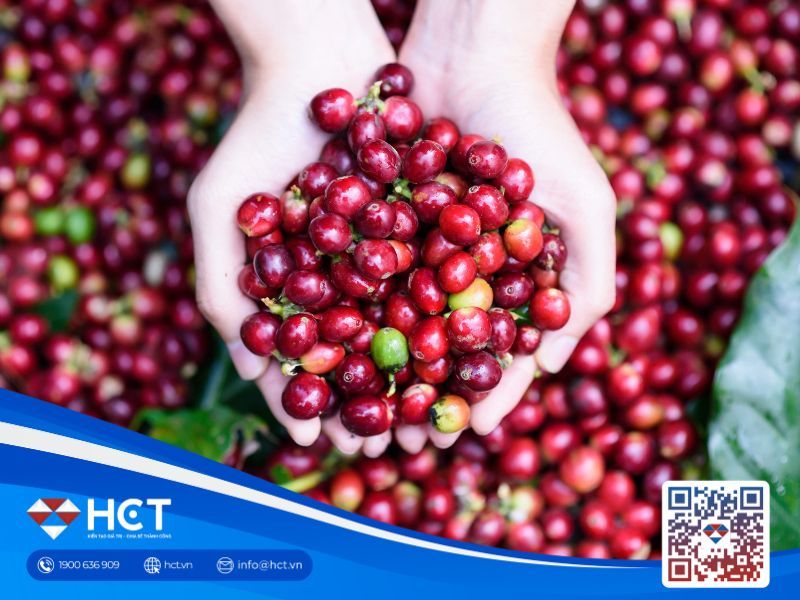 Giá cà phê trong nước 04/02: Lao dốc 4.200–4.600 đồng/kg, Tây Nguyên chịu áp lực nguồn cung