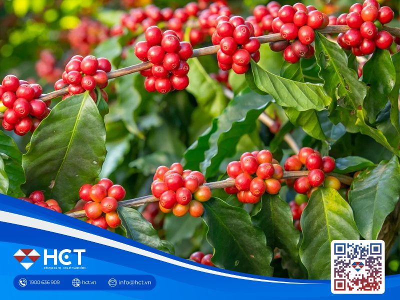 Giá cà phê trong nước ngày 05/02 tiếp đà giảm, thị trường vẫn chịu áp lực nguồn cung